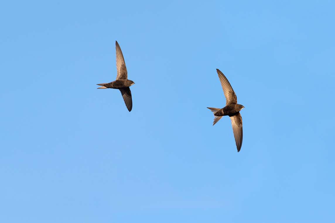 Image: Two swifts in flight