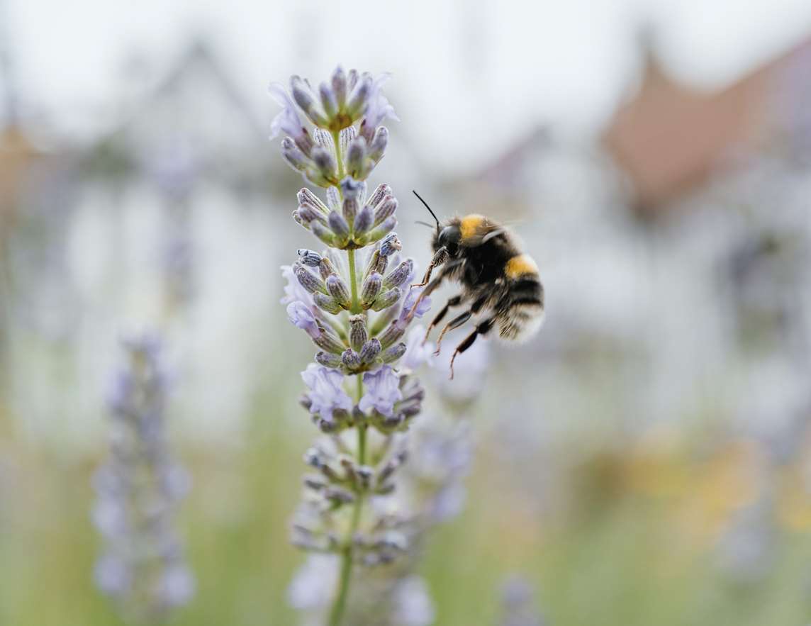 Image: A bee on a flower at Gainsborough Old Hall  Image: A bee on a flower at Gainsborough Old Hall