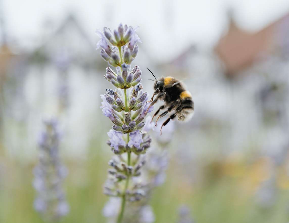 Image: A bee on a flower at Gainsborough Old Hall 