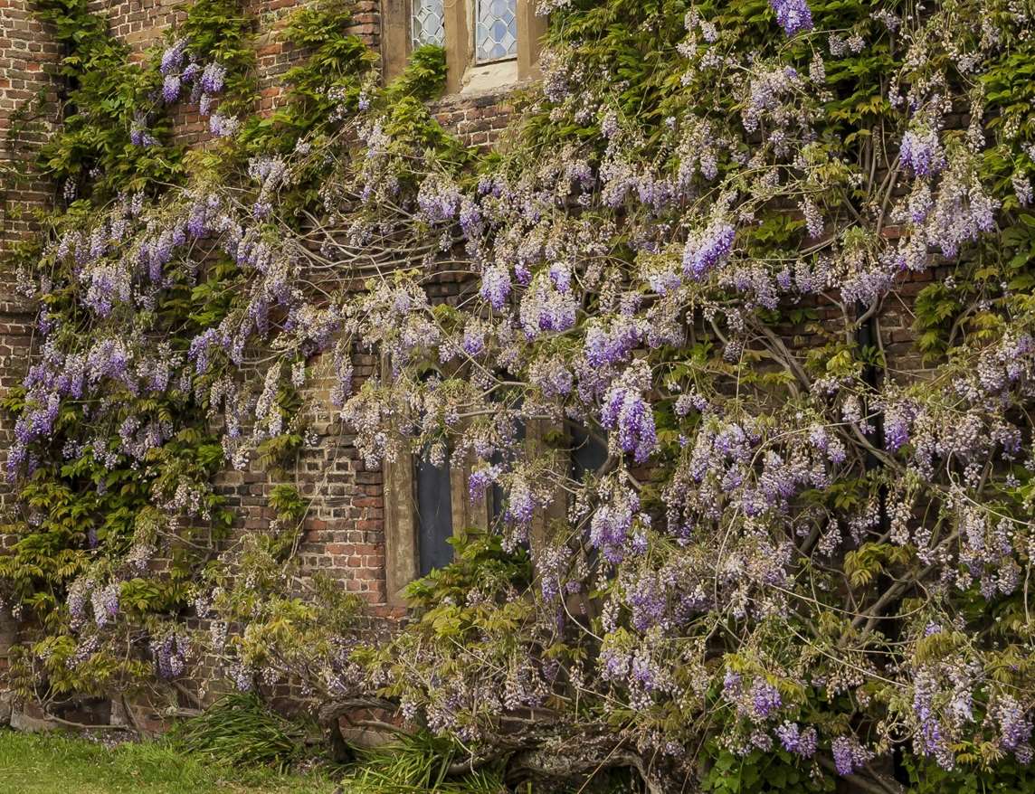 Image: Wisteria at Audley End House and Gardens