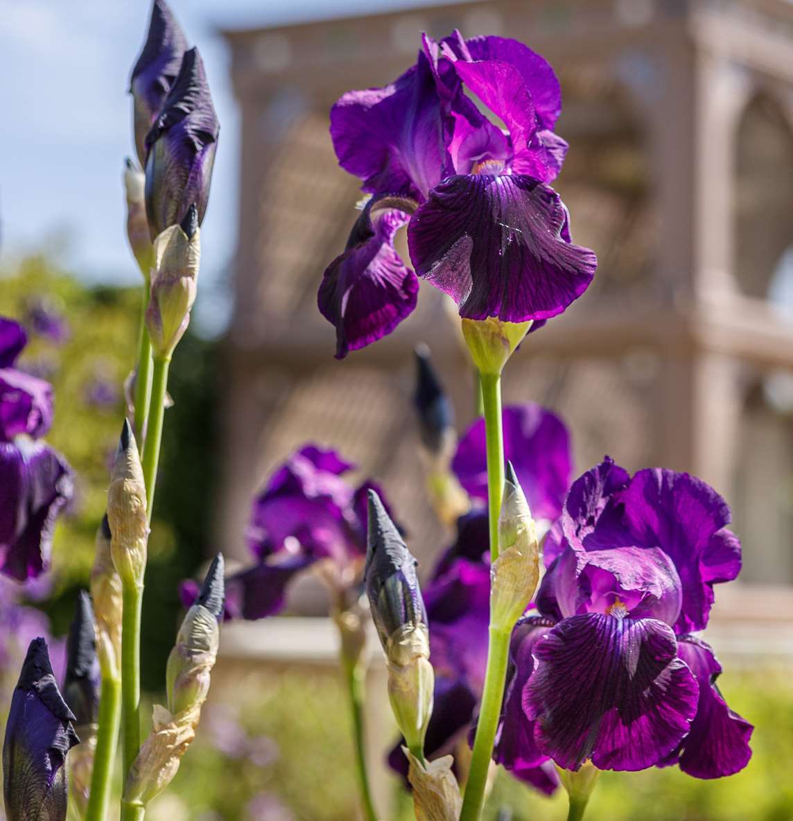 Image: A purple iris at Kenilworth Castle and Elizabethan Garden