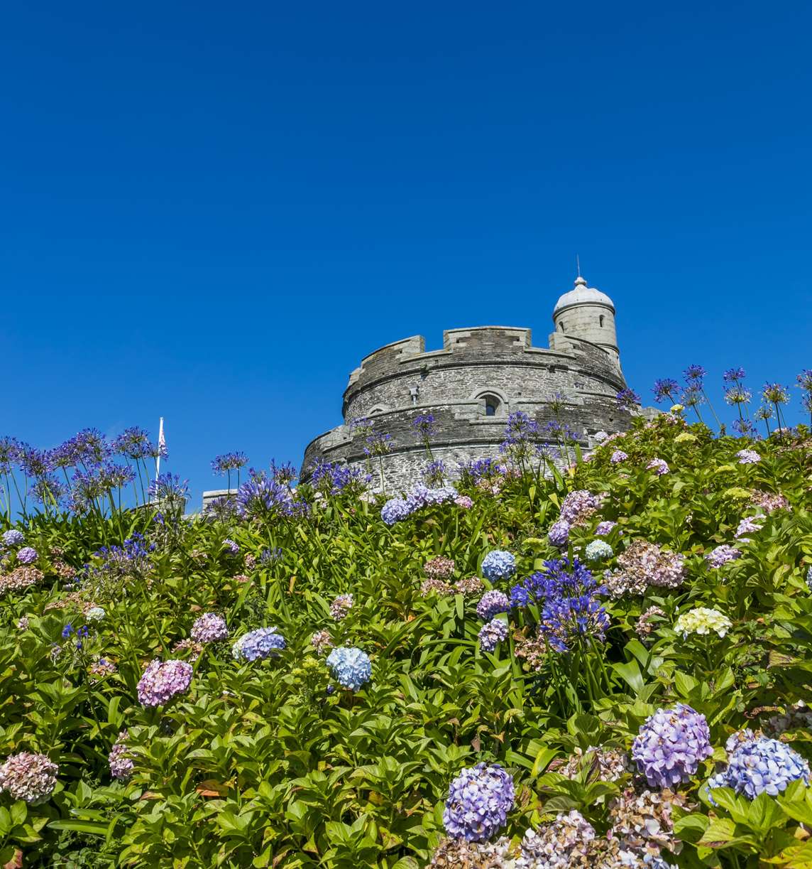 Image: Hydrangeas in bloom at St Mawes Castle Image: Hydrangeas in bloom at St Mawes Castle