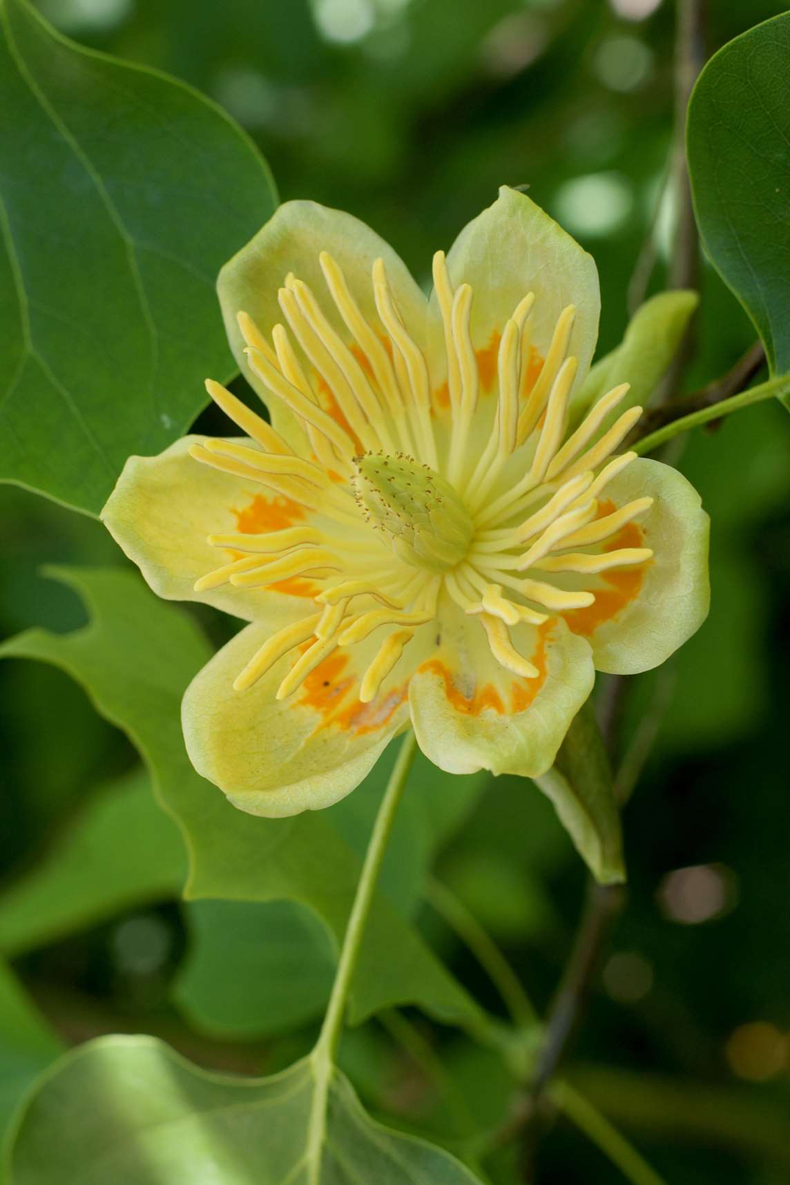Image: A tulip tree in flower Image: A tulip tree in flower