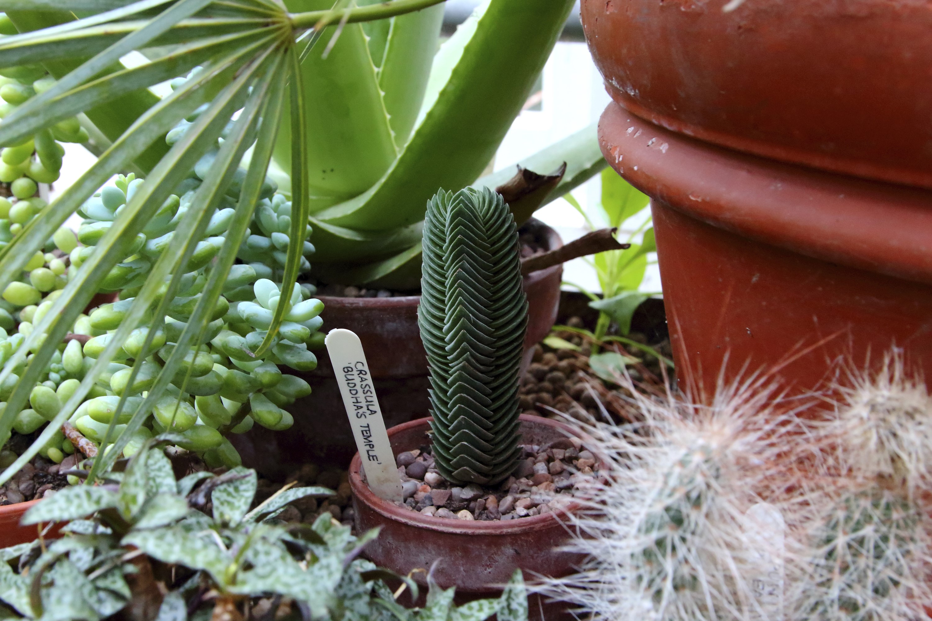 Image: Exotic plants at Walmer Castle and Gardens