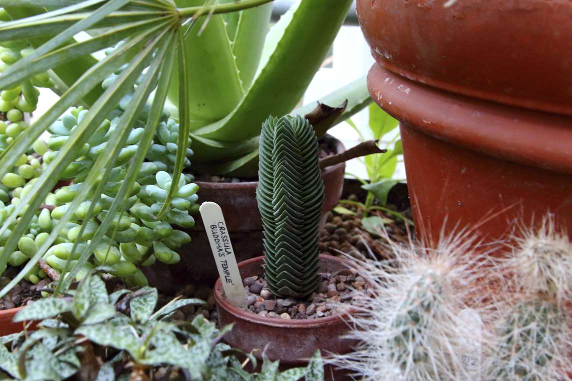 Image: Exotic plants at Walmer Castle and Gardens Image: Exotic plants at Walmer Castle and Gardens