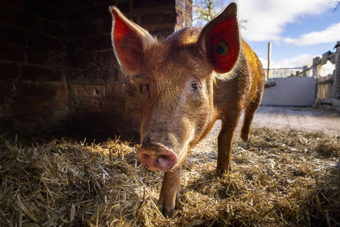 Image: Close-up of a pig at Boscobel House Image: Close-up of a pig at Boscobel House