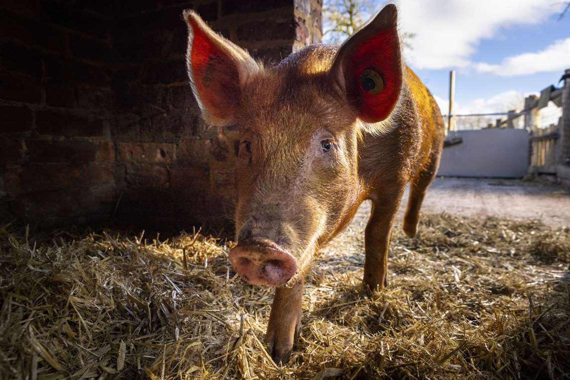 Image: Close-up of a pig at Boscobel House