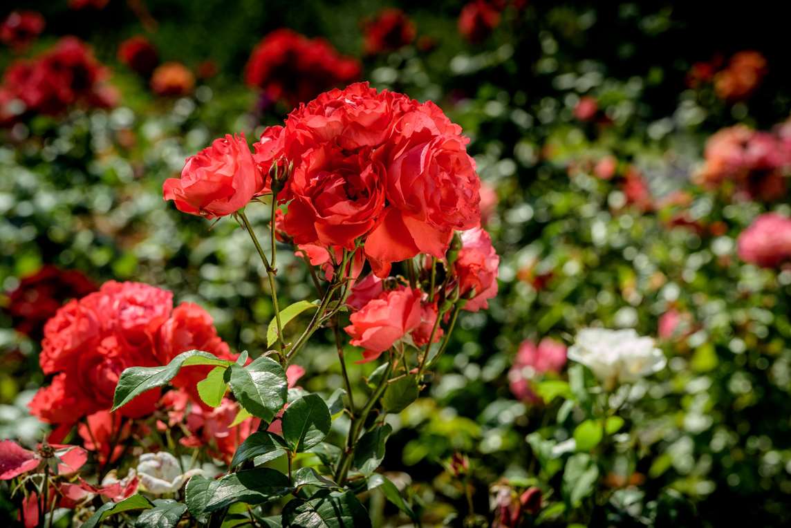 Image: Roses at Walmer Castle Image: Roses at Walmer Castle