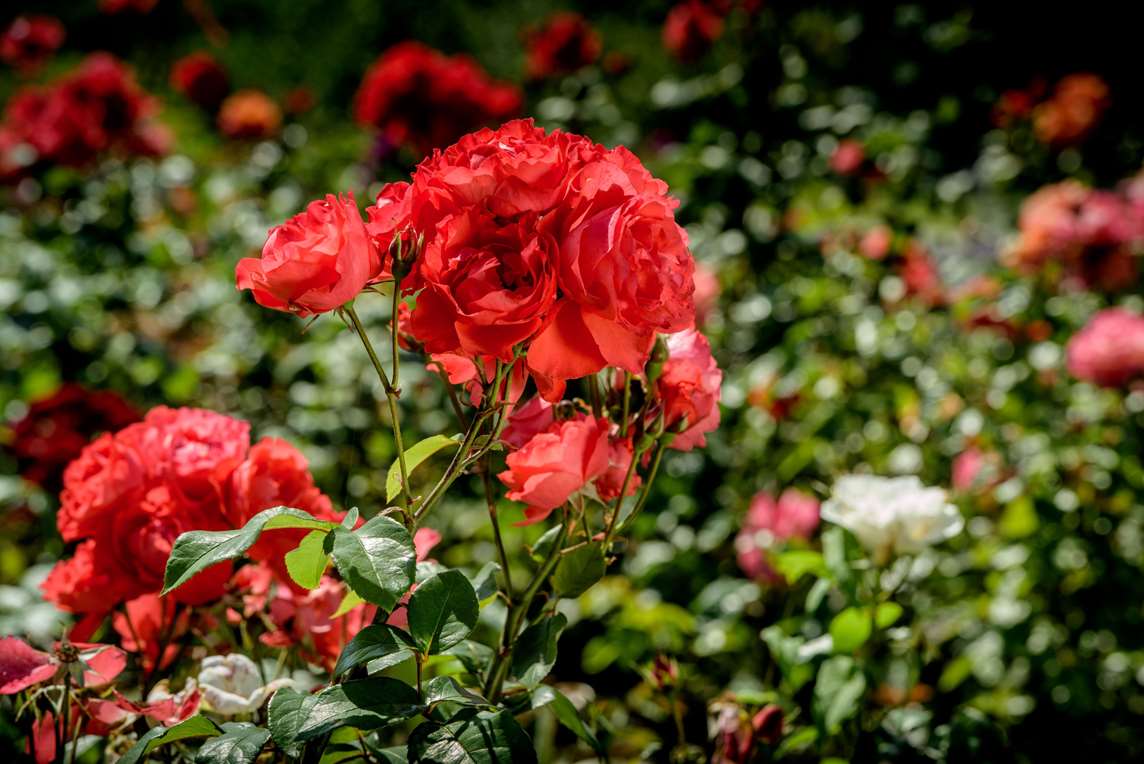 Image: Roses at Walmer Castle