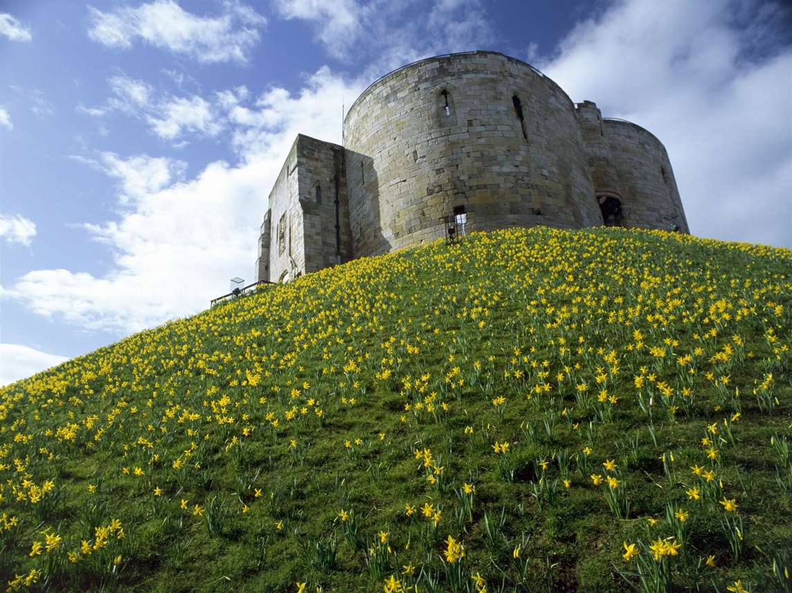 Clifford's Tower with daffodils flowering in the spring