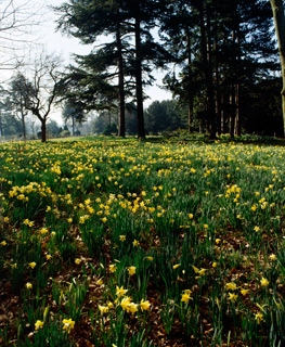 Daffodils in gardens at Brodsworth Hall Daffodils in gardens at Brodsworth Hall