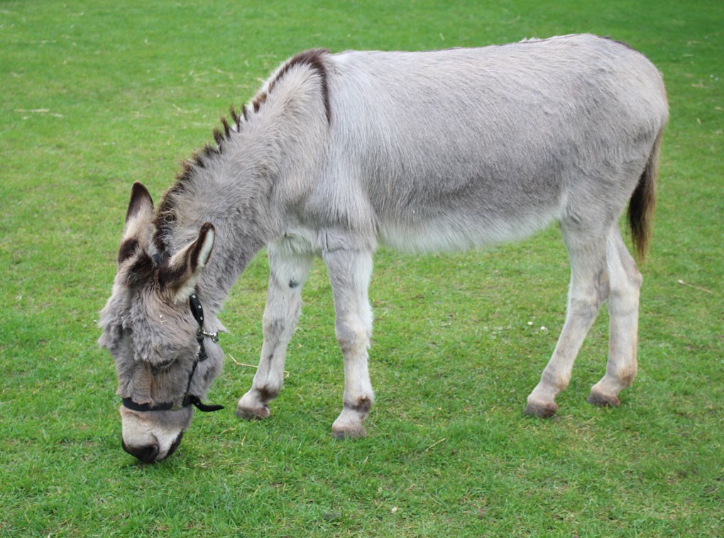 Meet The Carisbrooke Donkeys English Heritage