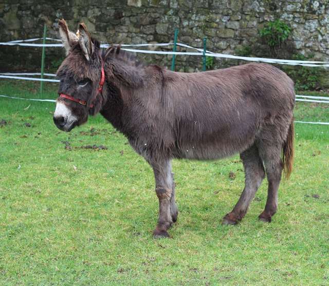 Meet The Carisbrooke Donkeys English Heritage Meet The Carisbrooke Donkeys English Heritage