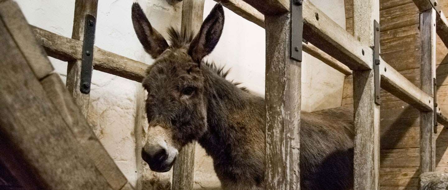 Meet The Carisbrooke Donkeys English Heritage Meet The Carisbrooke Donkeys English Heritage