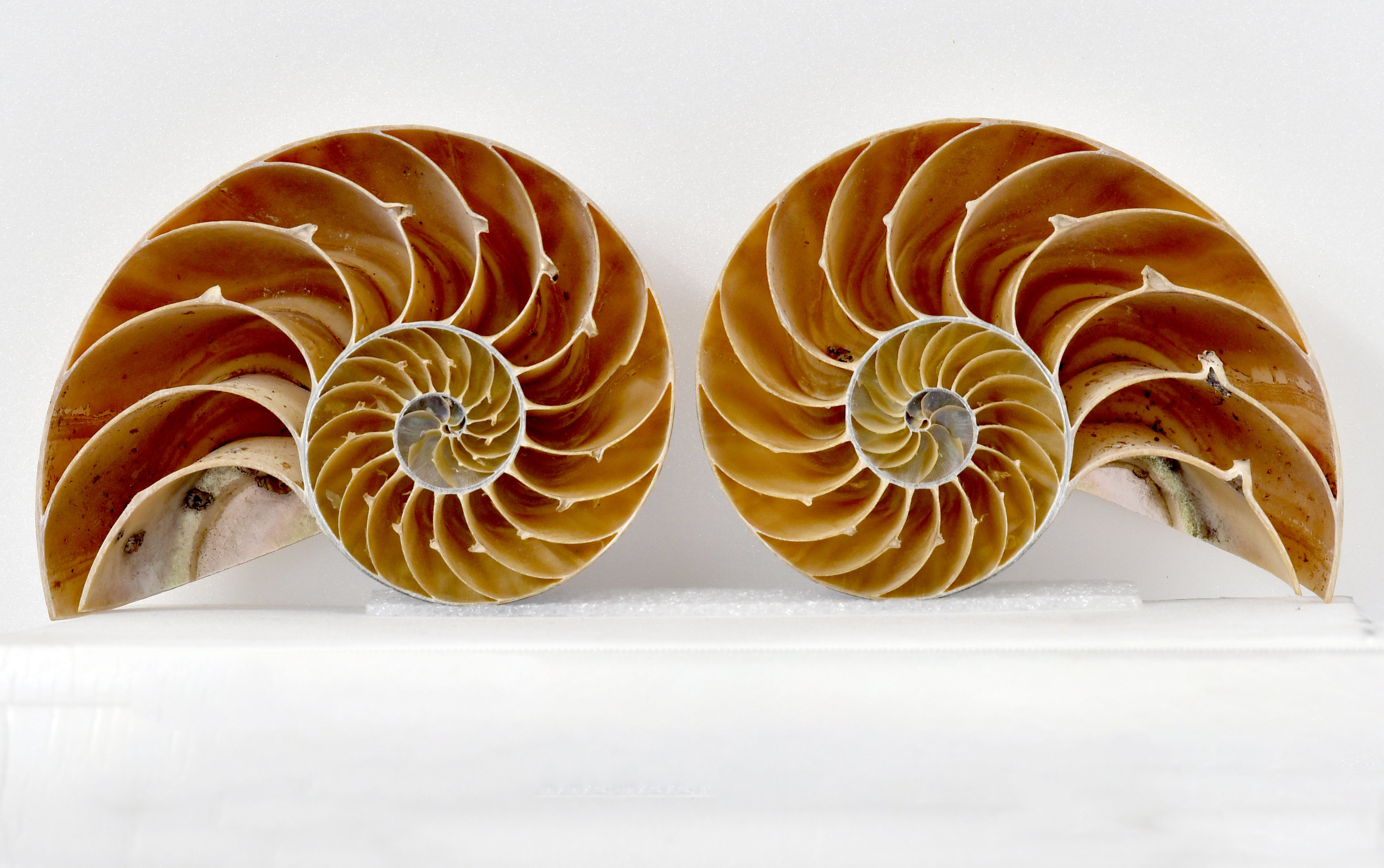 Chambered Nautilus, Nautilus pompilius. Distribution: Indo-Pacific. Size: 160mm