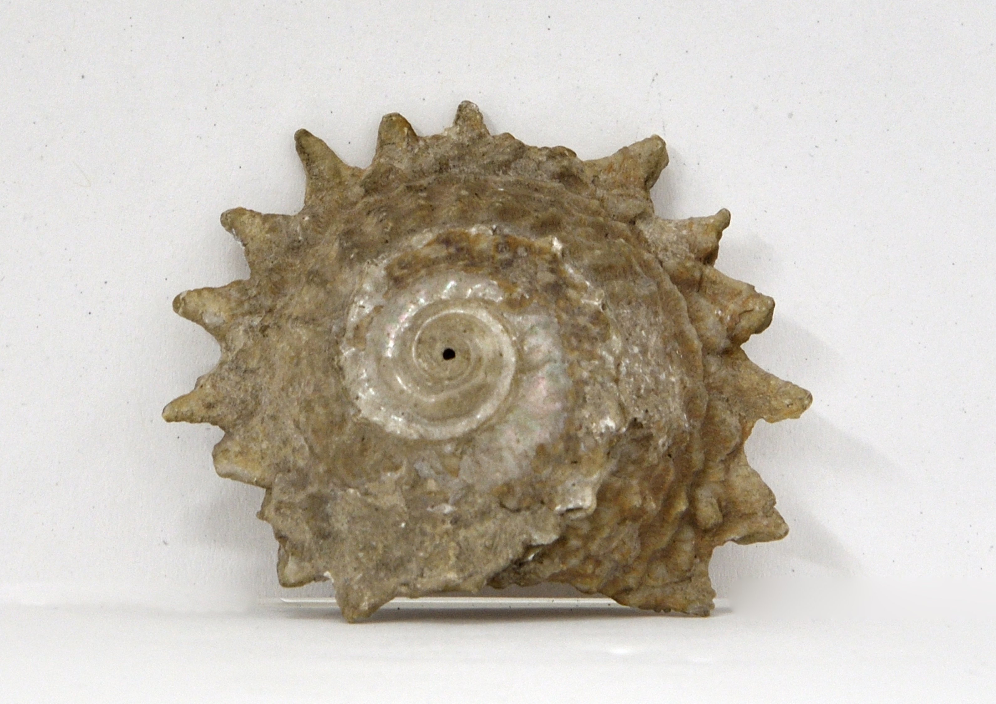 'Sun Shell' Astraea heliotropum Distribution: New Zealand. Size: 75mm