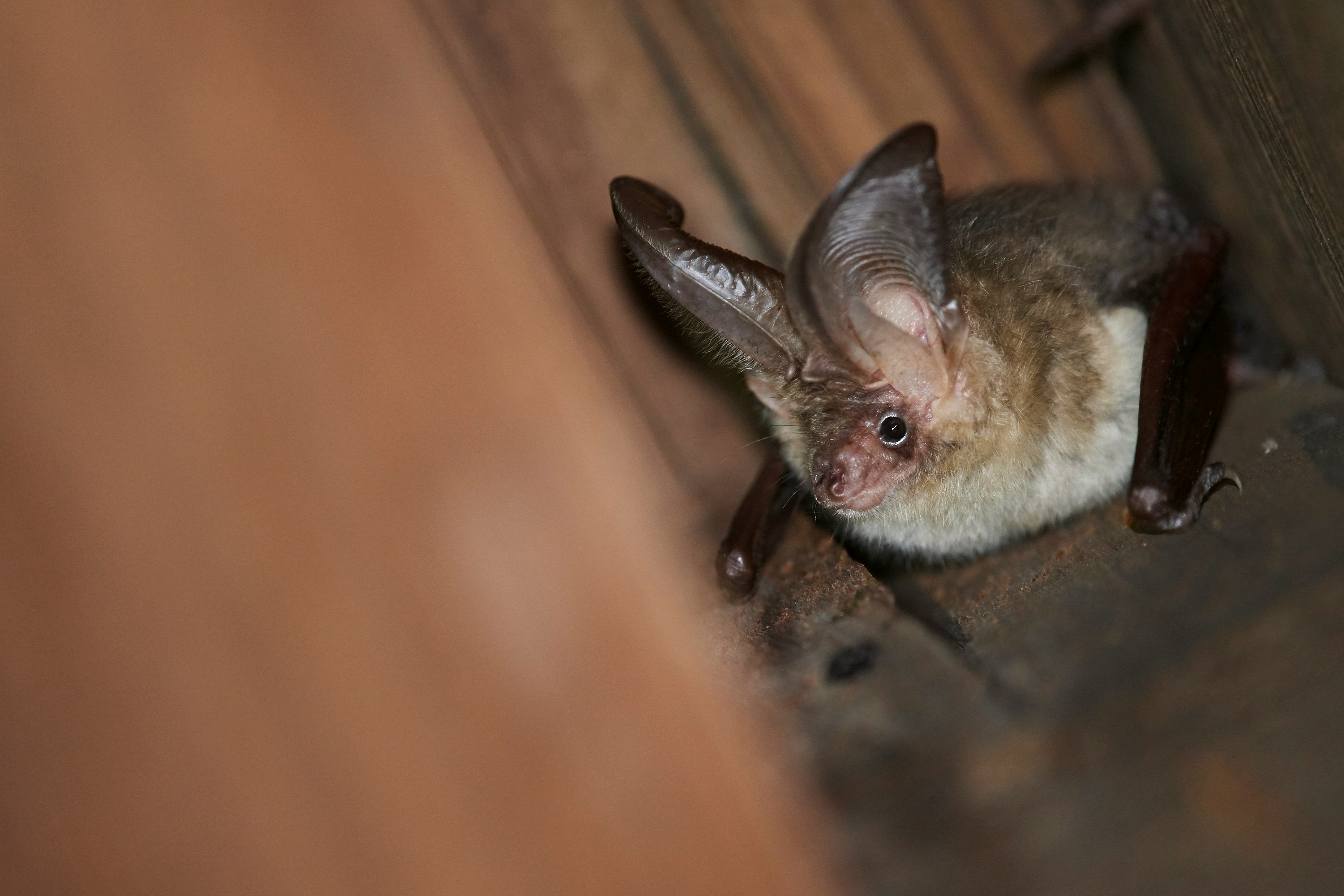 Brown long-eared bat (Plecotus auritus). A close-up photograph of a brown-furred bat with large ears, resting on a wooden surface.