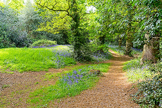 Bluebells on Lexden Earthworks, Colchester Bluebells on Lexden Earthworks, Colchester
