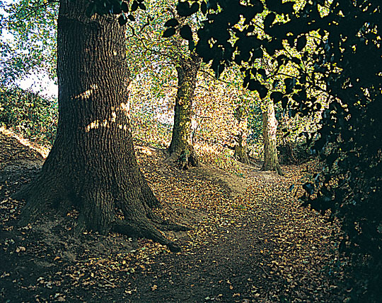 Gryme's Dyke shaded by mature trees growing in the bank