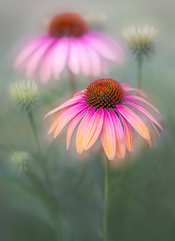 Photo of flowers
