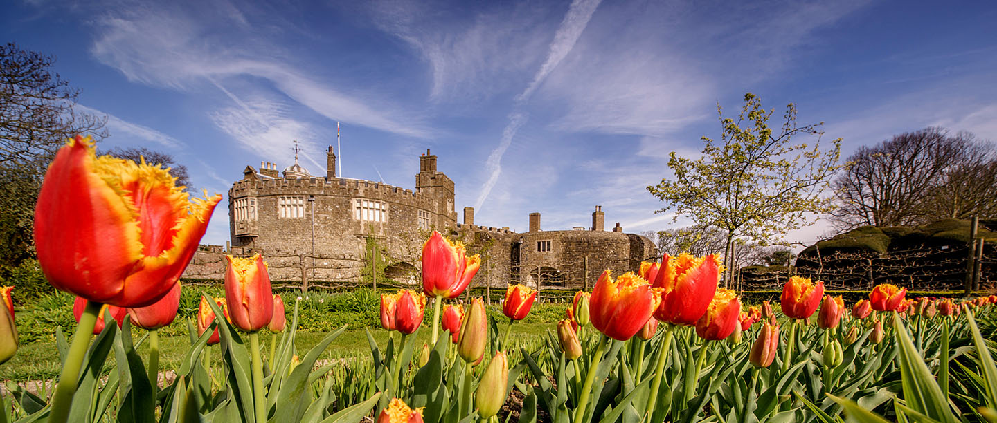 Tulips blossoming in the gardens of Walmer Castle