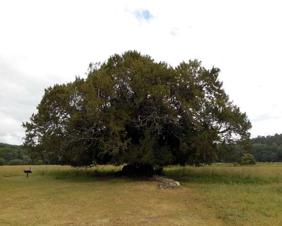 Waverley Abbey