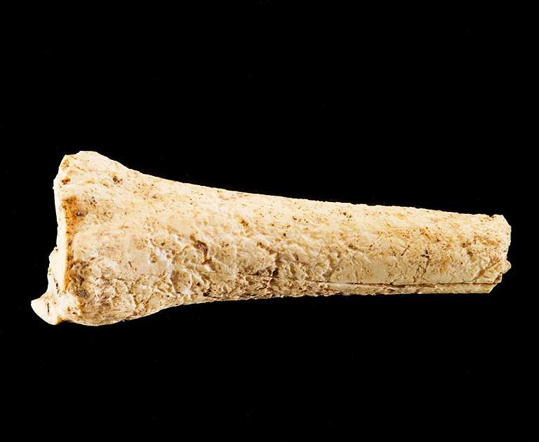 Cattle bone Cattle bone