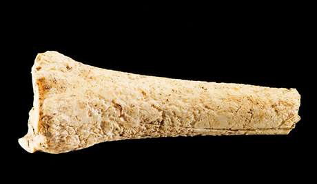Cattle bone Cattle bone