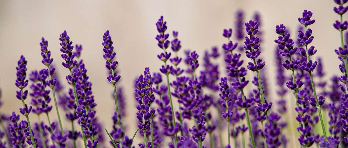 Lavender: Distrust Lavender: Distrust