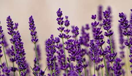 Lavender: Distrust Lavender: Distrust
