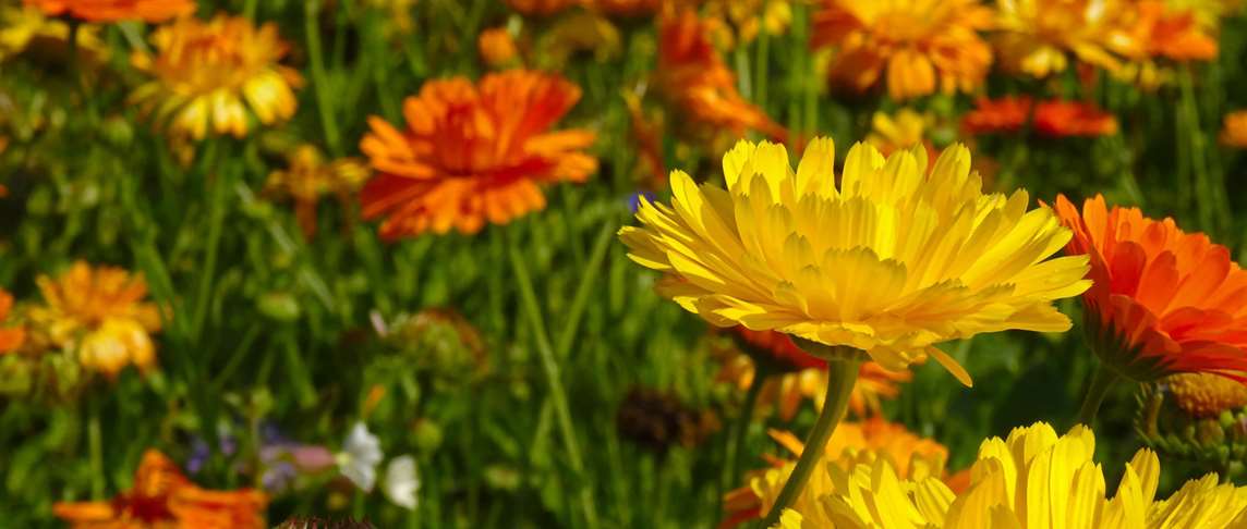 Marigold: Despair or Jealousy  Marigold: Despair or Jealousy