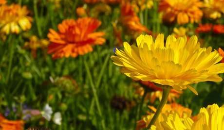 Marigold: Despair or Jealousy  Marigold: Despair or Jealousy