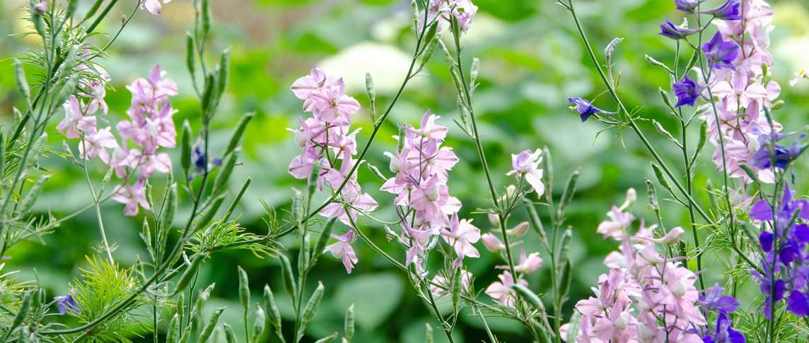 Pink Larkspur: Fickleness  Pink Larkspur: Fickleness