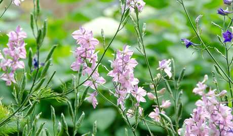 Pink Larkspur: Fickleness  Pink Larkspur: Fickleness
