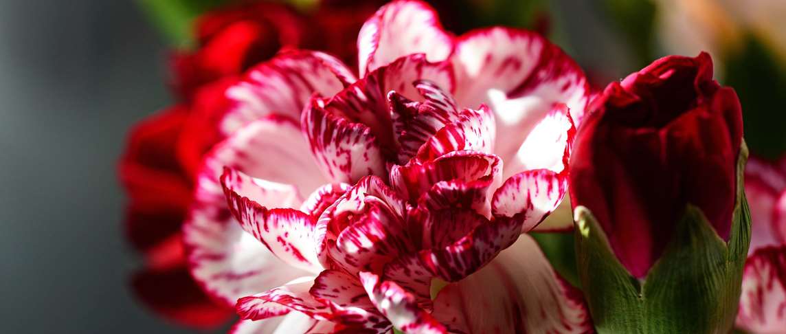 Striped Carnation: Refusal  Striped Carnation: Refusal