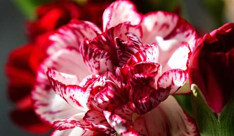 Striped Carnation: Refusal  Striped Carnation: Refusal