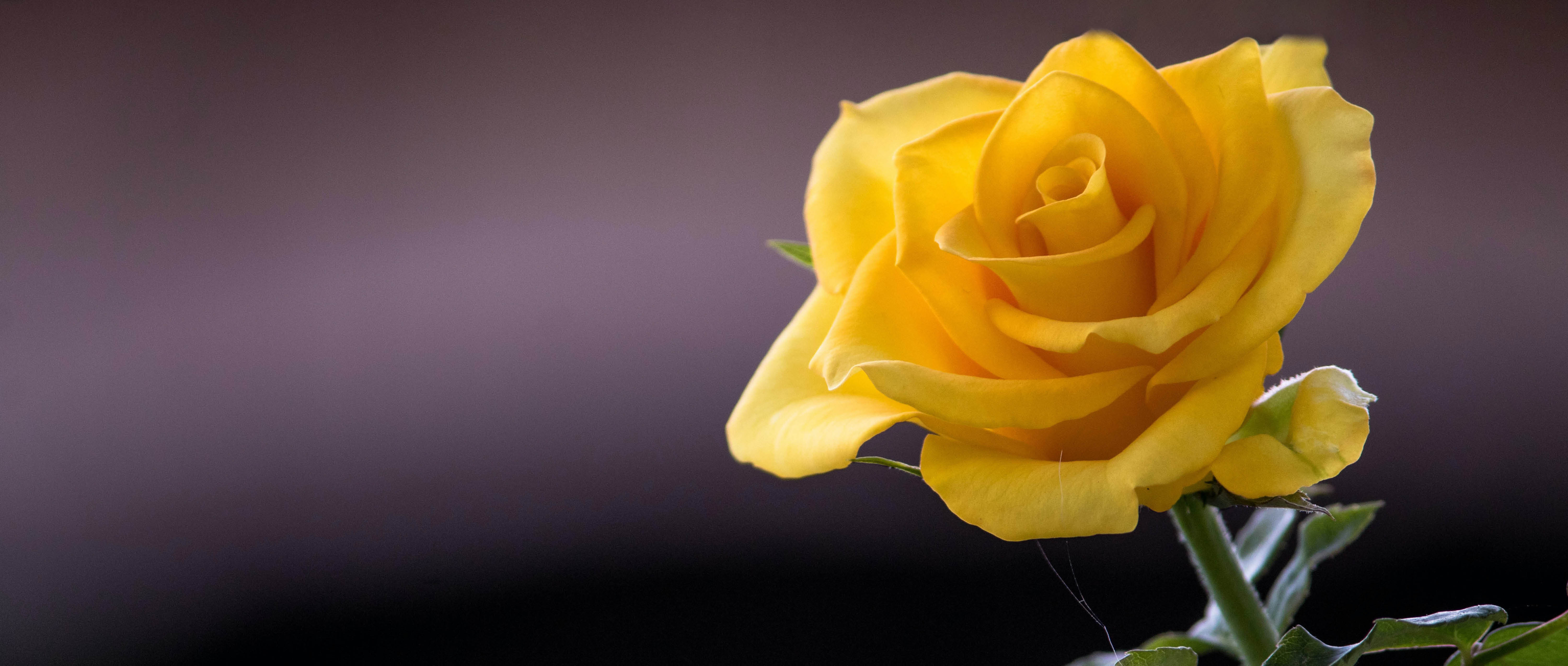 Yellow Rose: Decrease of love or infidelity