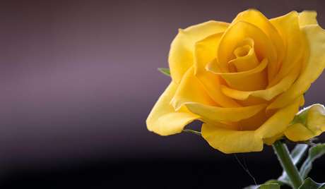 Yellow Rose: Decrease of love or infidelity