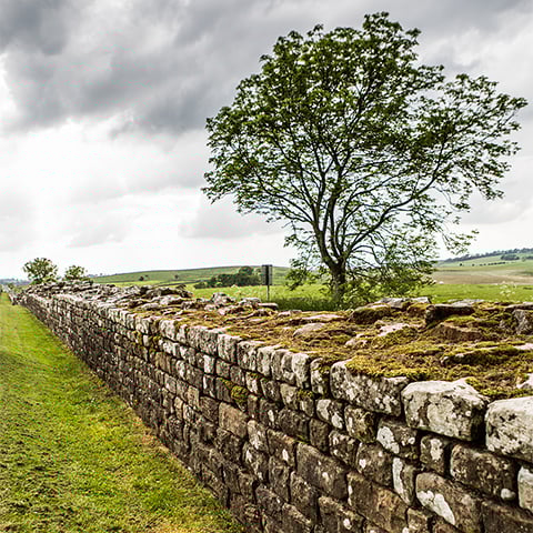 A tree stands next to a low stone wall (Hadrian's Wall) that leads off into the distance