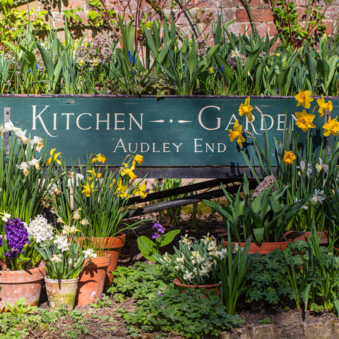 A wooden cart with writing that reads, 'Kitchen Garden, Audley End', filled with and surrounded by a variety of flowers, including daffodils.