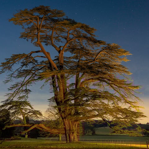 A Cedar of Lebanon tree underneath a dark sky.