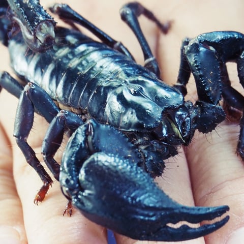A close-up view of a small Scorpion.