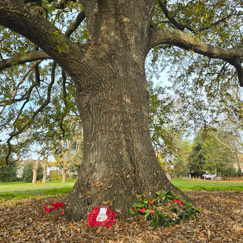 A large tree with wreaths of poppies laid out for Remembrance Day.