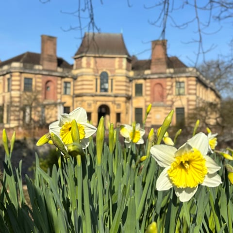 A view of Eltham Palace blurred in the background, with yellow daffodils in the gardens in the foreground.