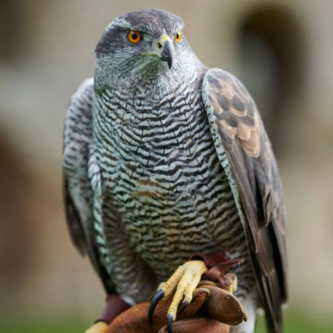 A close-up view of a bird perched on someone's hand