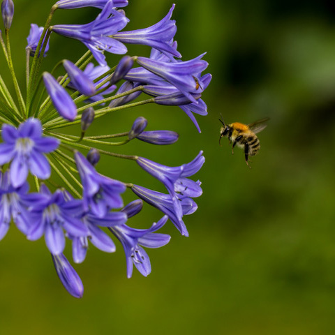 A close up view of a bumble bee flying towards a purple flower.