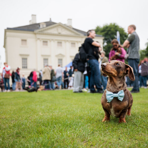 A close up of a Dachshund in front of a crowd gathered in front of Marble Hill House.