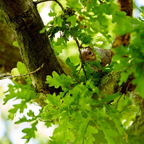 A close-up view of a squirrel in a tree.