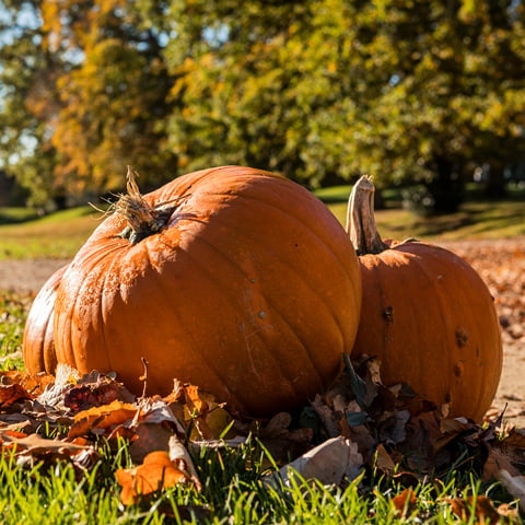 Two pumpkins laid on the grass.